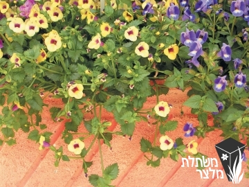 טורניה - Torenia