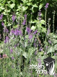 פשתנית - Linaria