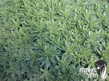 צורית - Sedum