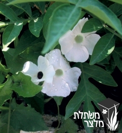 תונברגיה - Thunbergia