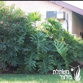 פילודנדרון - Philodendron