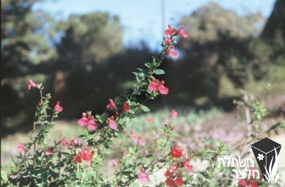 מרוות - Salvia