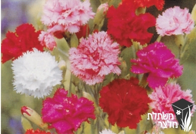 ציפורן - Dianthus