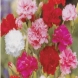 ציפורן - Dianthus