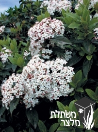 מורן - Viburnum