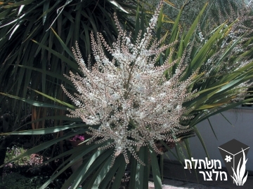 קורדילין - Cordyline