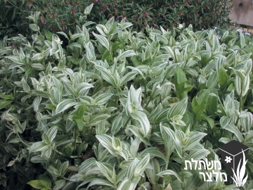 יהודי- נודד - Tradescantia