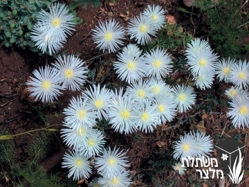 נציץ - Lampranthus