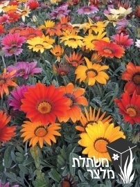 גזניה - Gazania