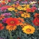 גזניה - Gazania