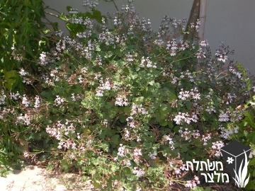 פלרגון - Pelargonium