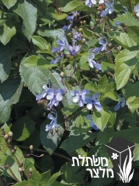 קלרודנדרון - Clerodendrum