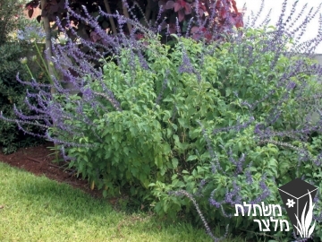 מרווה - Salvia