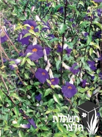 תונברגיה - Thunbergia