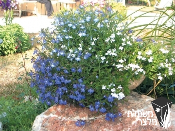 לובליה - Lobelia