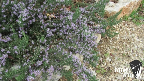 רוזמרין - Rosmarinus