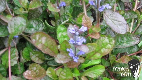 חד-שפה - Ajuga