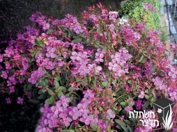 צנטרדניה - Centradenia