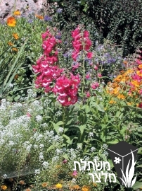 פנסטמון - Penstemon