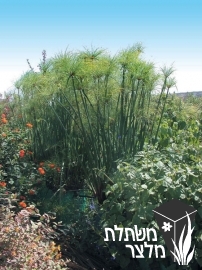 גומא - Cyperus