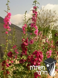 חוטמית - Alcea