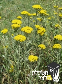 אכילאה - Achillea