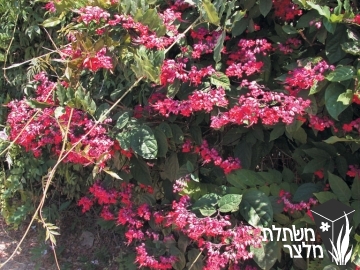 קלרודנדרון - Clerodendrum