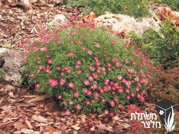 חרצית - Chrysanthemum