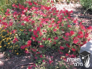 פלרגון - Pelargonium