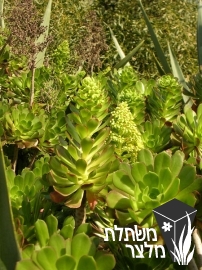 נצחה - Aeonium