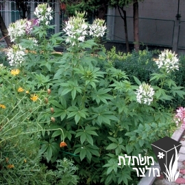 באשן - Cleome