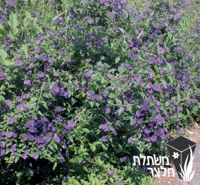 ליסאנתס - Lycianthes