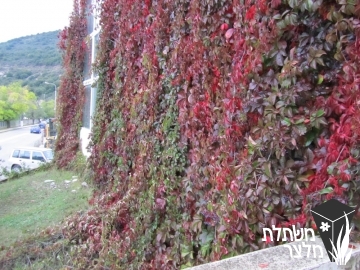 גפנית - Parthenocissus