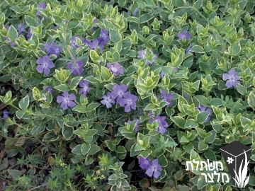 וינקה - Vinca