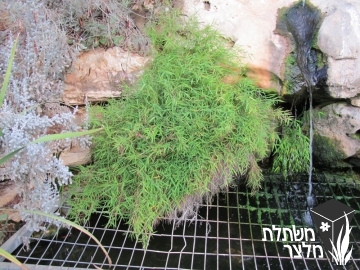 פוגונתרום - Pogonatherum