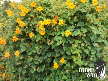 תונברגיית - Thunbergia