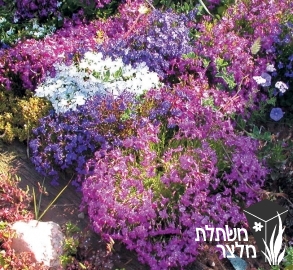 לובליה - Lobelia