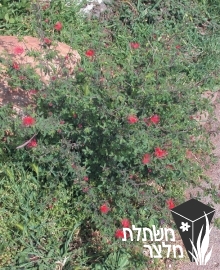 קליאנדרה - Calliandra