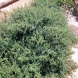 חבושית - Cotoneaster