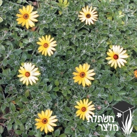 אוזן-דוב - Arctotis