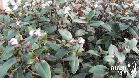 יהודי- נודד - Tradescantia