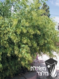 צסטרום - Cestrum