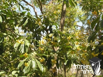 הינומית - Hymenosporum