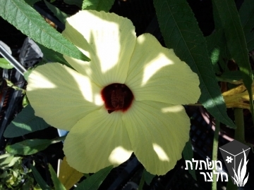 היביסקוס - Hibiscus