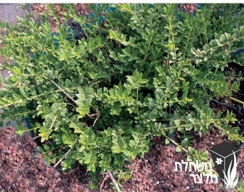 יערה - Lonicera