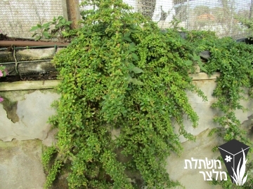 קופרוסמת - Coprosma