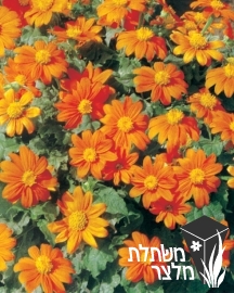 טיתוניה - Tithonia