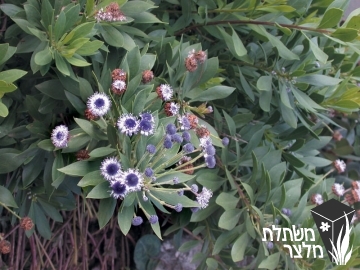 גולנית - Globularia