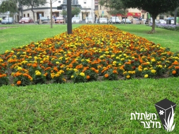 טגטס - Tagetes