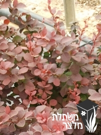 ברברית - Berberis